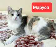 Стерелизованная  миниатюрная кошечка Маруся.