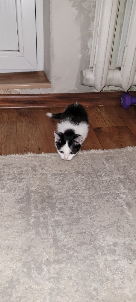 Отдам котёнка в добрые руки.