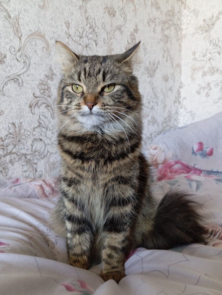 отдам в хорошие руки Кошку.