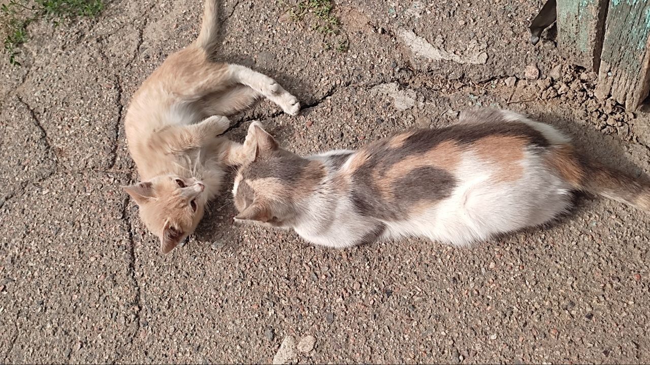 СРОЧНО Отдам бесплатно 3-х месячных котят (мальчиков и одну девочку).