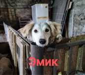 Кобель ищет дом. Будка в подарок