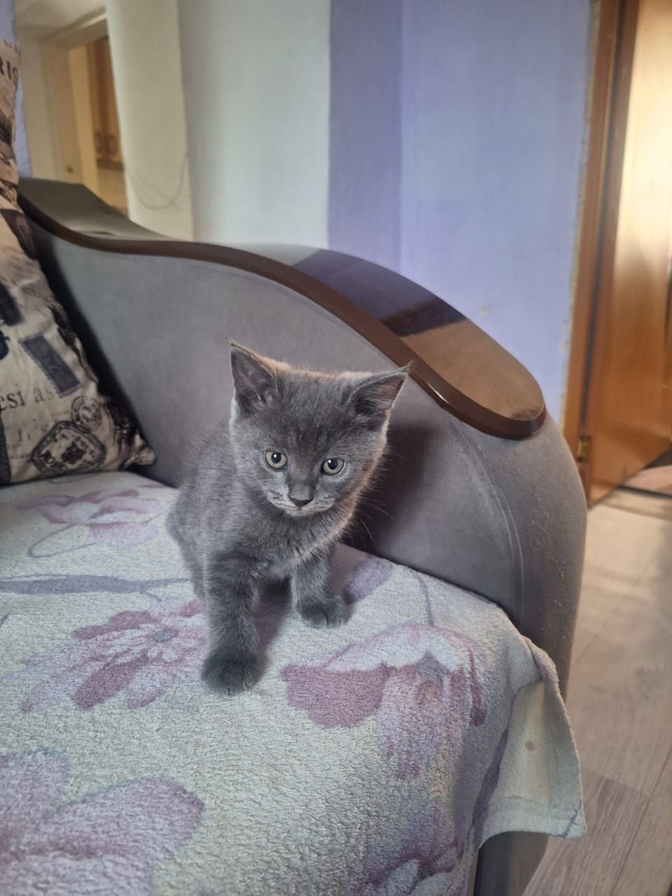 Котята мышеловы .
