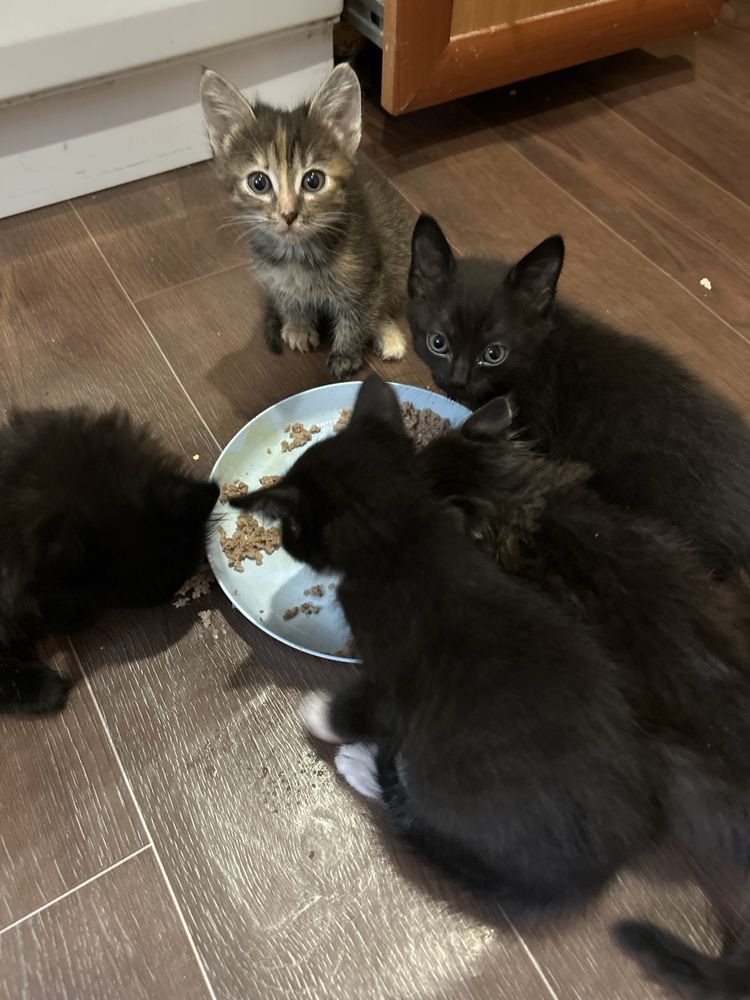 Отдам котят в добрые руки