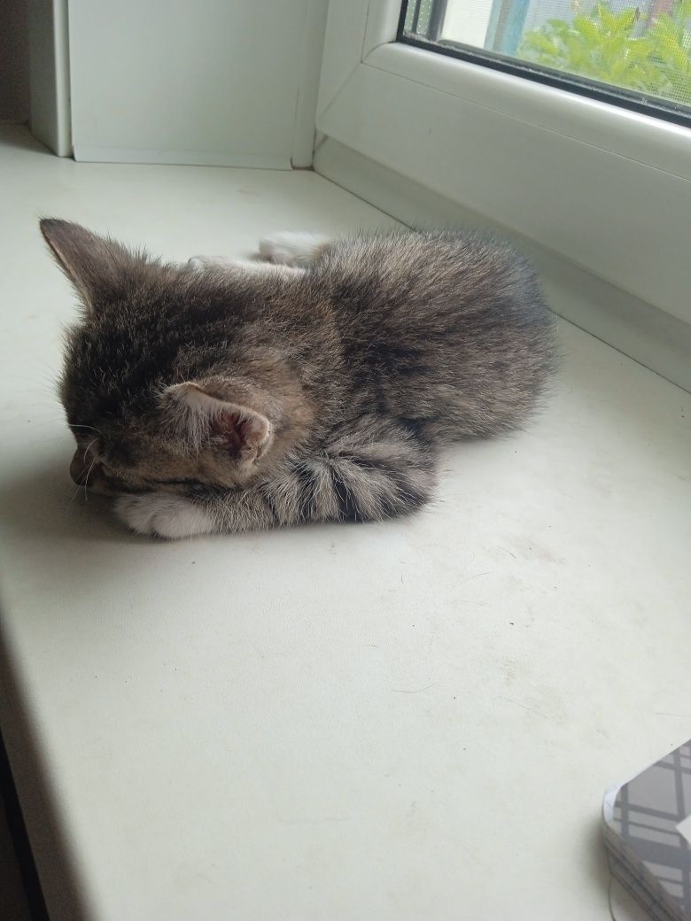 Отдам котят в добрые руки