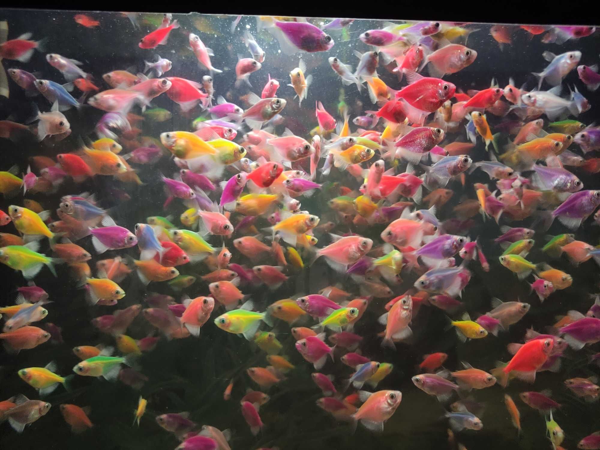 Тернеция GloFish
