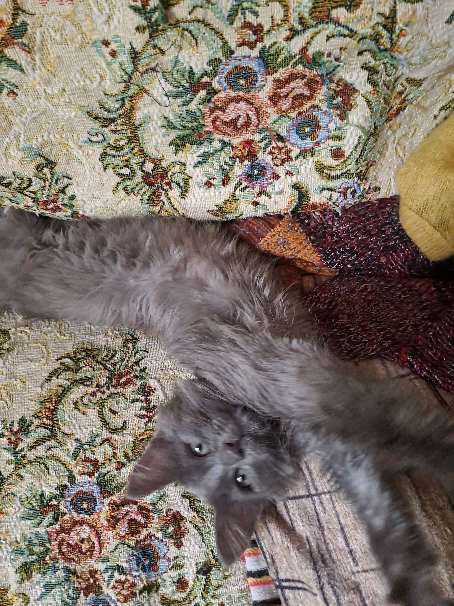 Отдам котейку в любящую животных семью