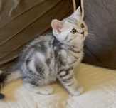 кошечки и котики шотландские