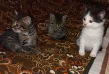 Отдам котят 1.5 месяца