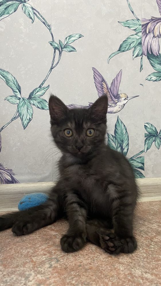 Котенок ищет дом