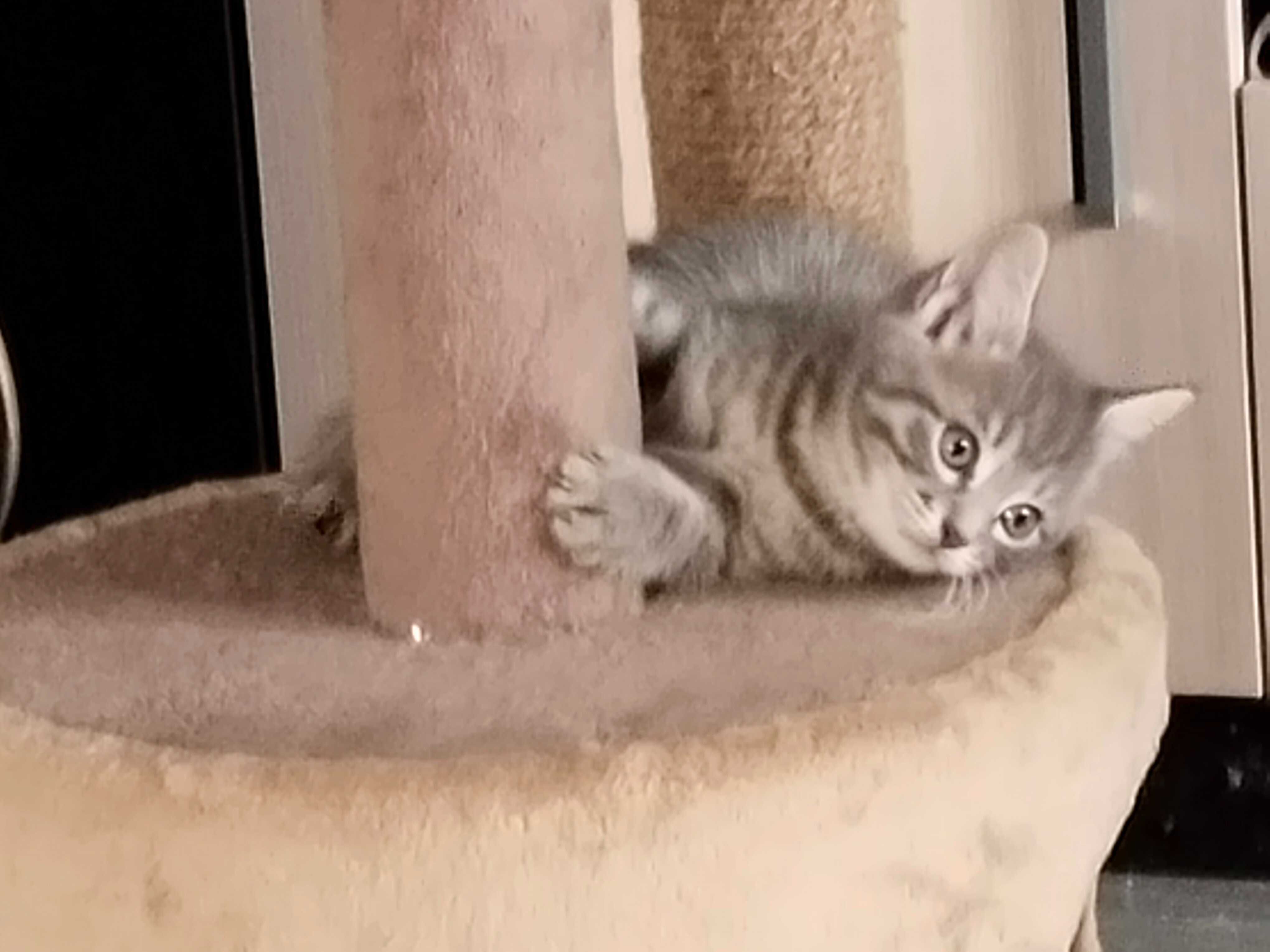Котят раздала в добрые руки