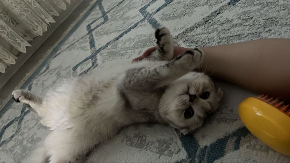 Отдам кошку в хорошие руки