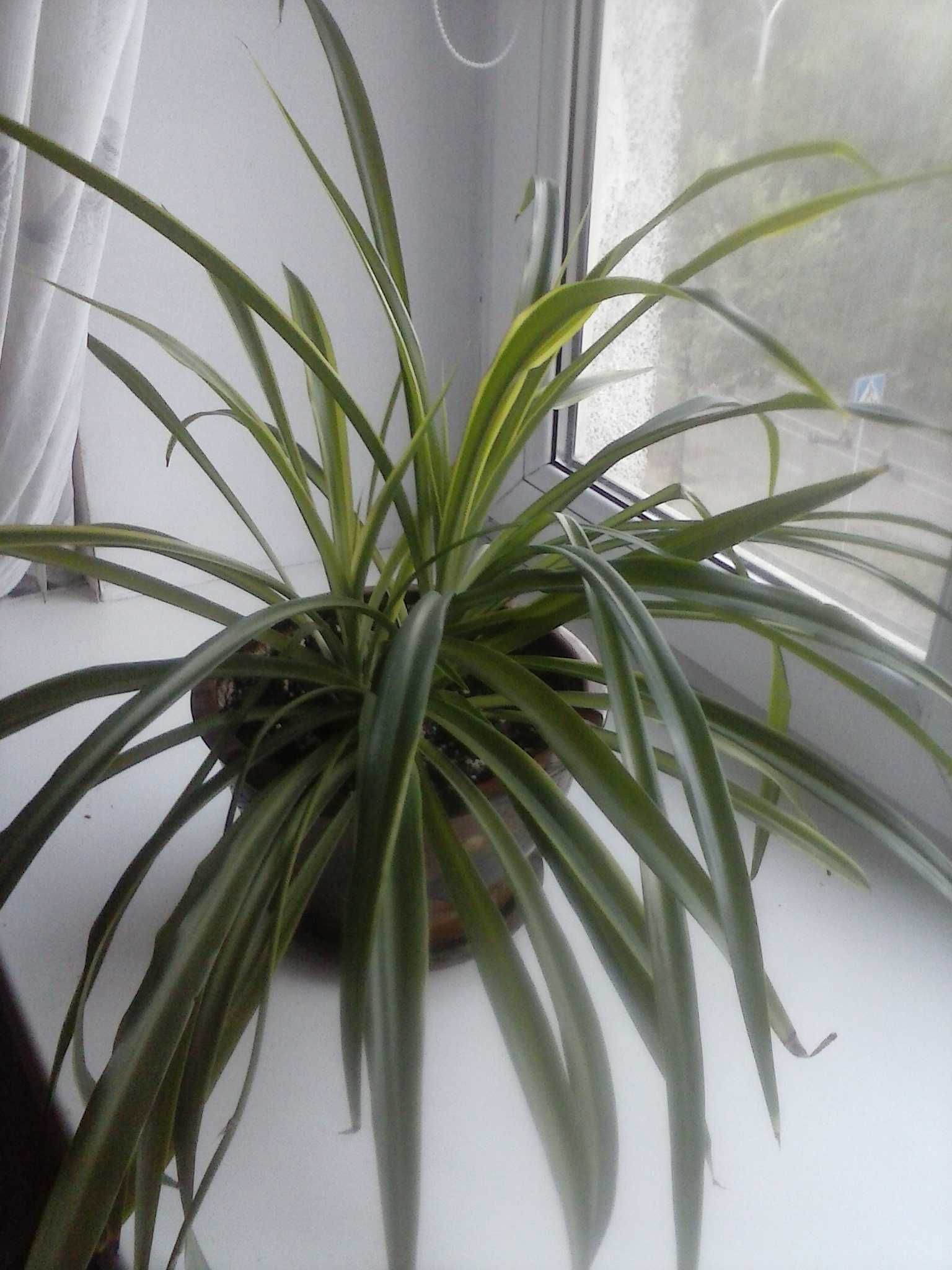 Хлорофитум  (лат. Chlorophytum) взрослое растение