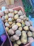 Продам картофель