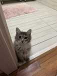Котенок Лулу в добрые руки