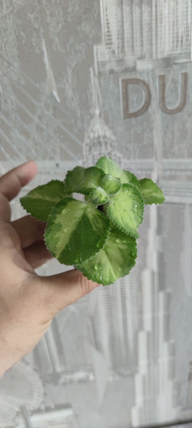 Продам комнатные цветы мята, женское счастье