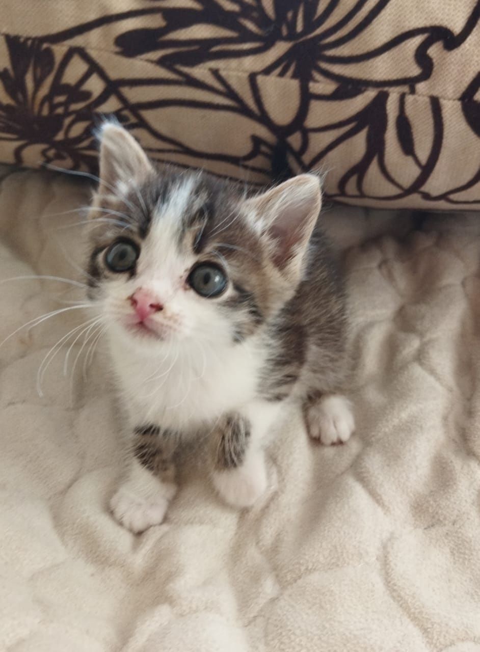 Котики и кошечки ждут любящих хозяев