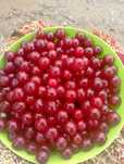 Продам свежесобранную вишню