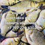 Продам живого карася 800 тг кило