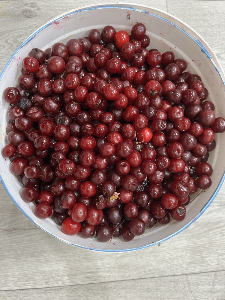 Продаю вишню, цена договорная