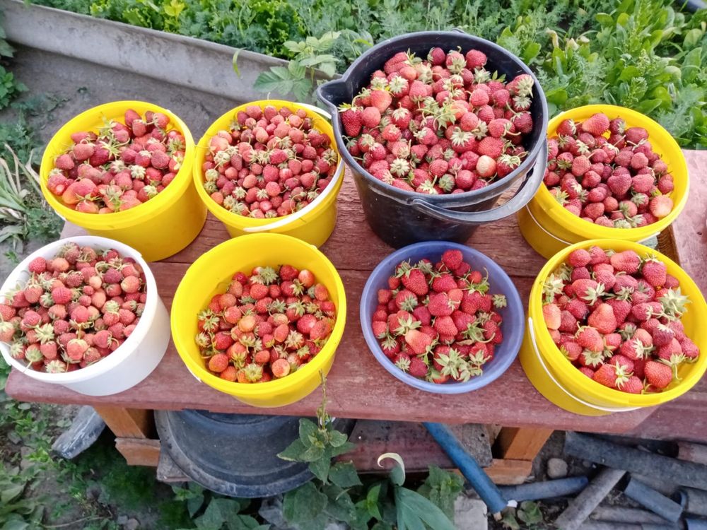 Продам дачу с насаждениями