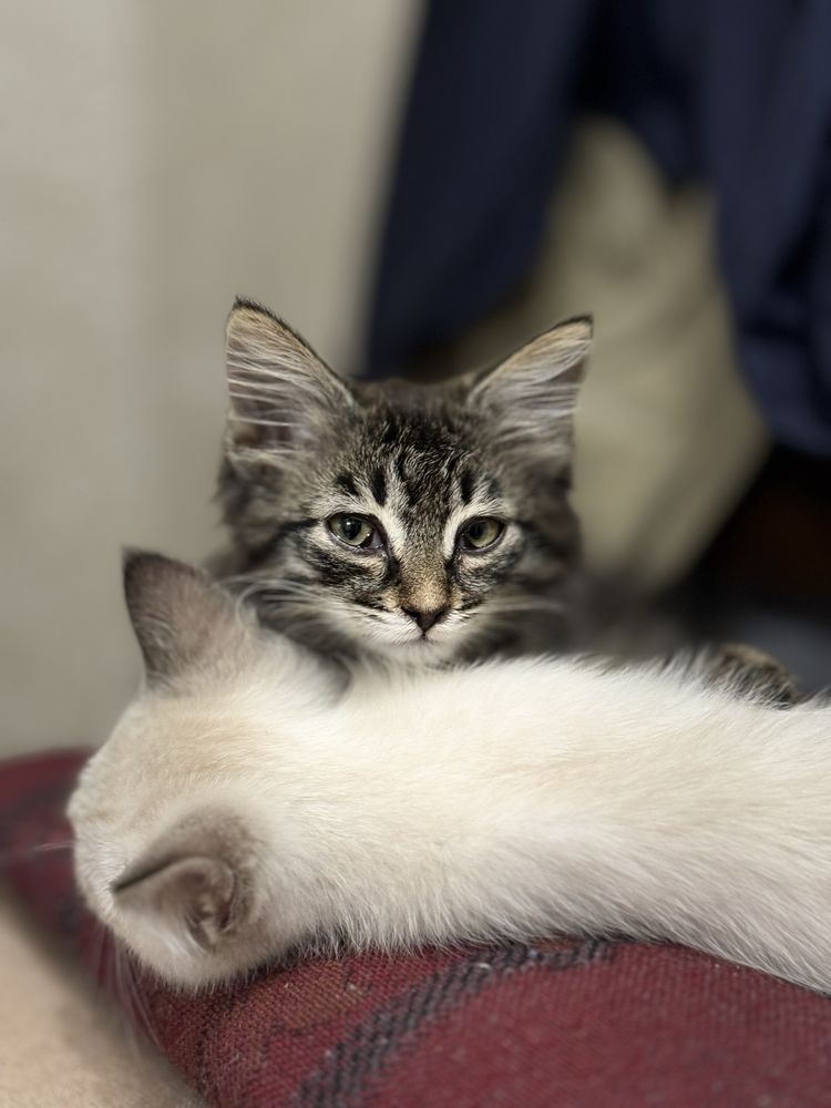 Отдам котят в добрые руки