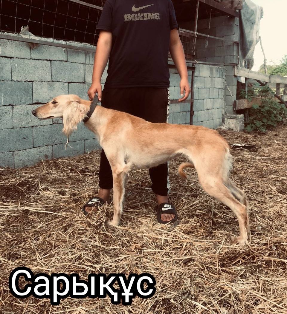 Тазы кушік документпен родословный