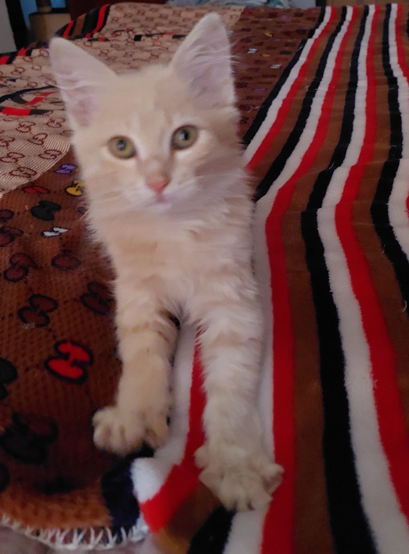 Отдам котенка бесплатно