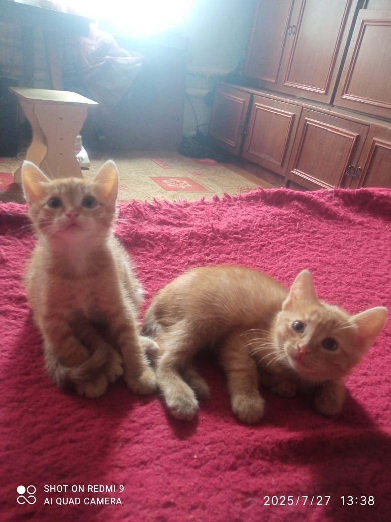 Котята мальчик и девочка