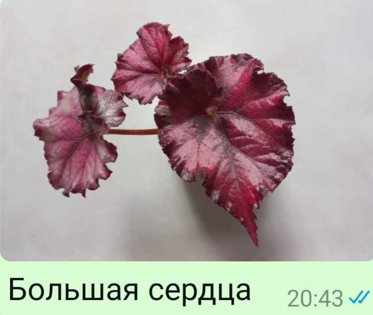 Бегония  разные виды