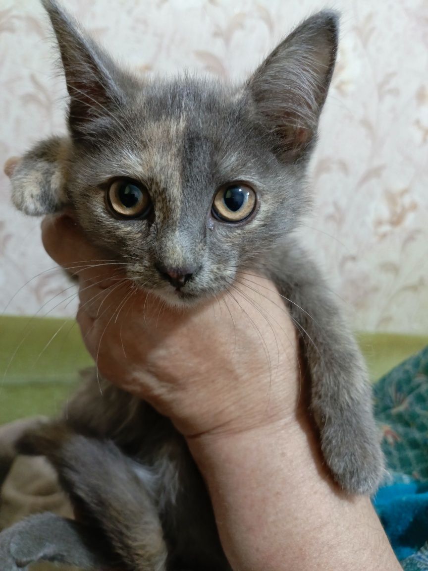 Отдам даром котят