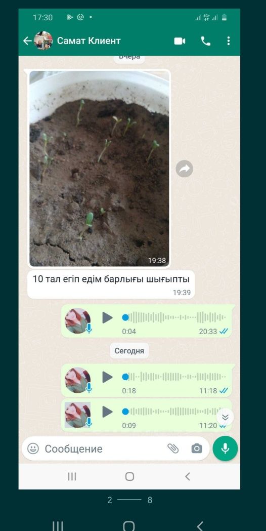 Семена клевера жонышка урыгы