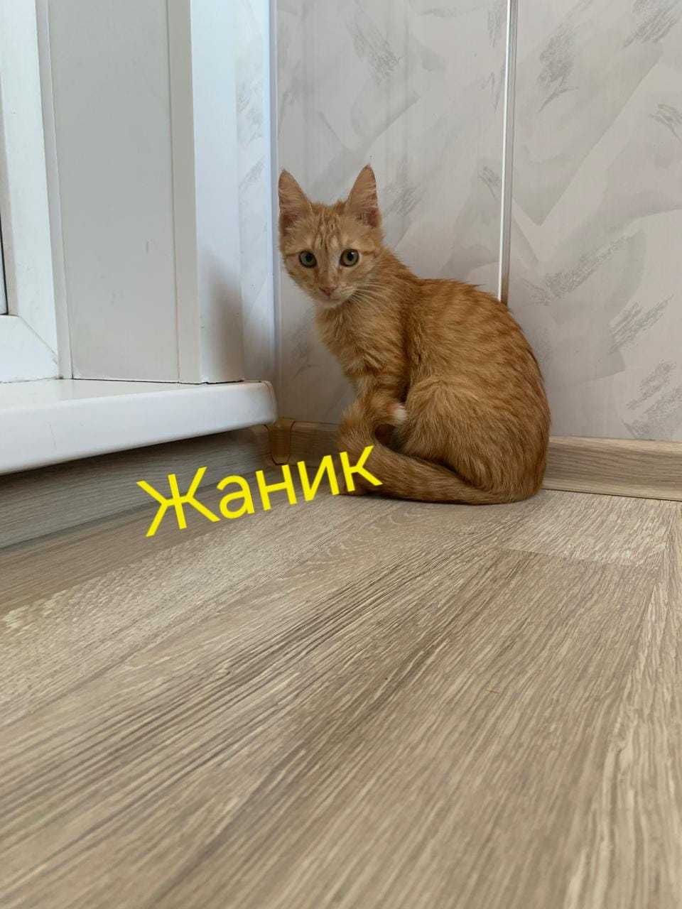 Акция! Акция! Акция! Три рыжих мальчугана