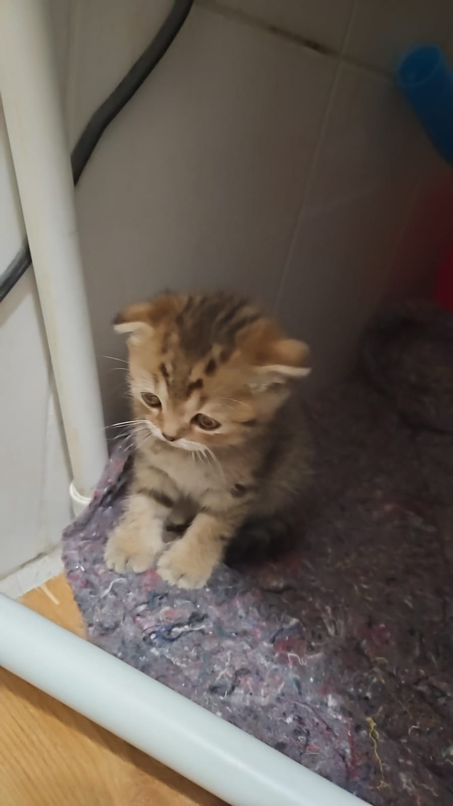 Котик на вязку,вязка,шотландец,ищем невесту,вязка кота,вязка кошка