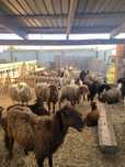 Продам токтылар, Жирные