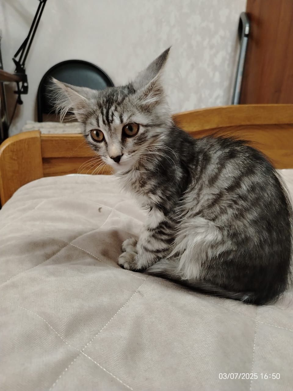 Котенок  девочка