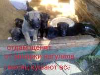 Отдам даром щенят