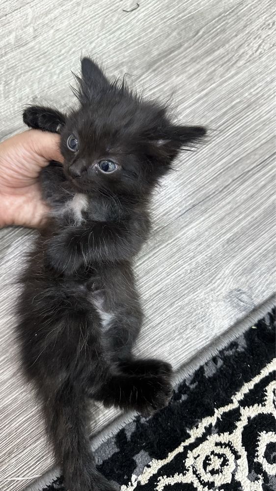 Котята 3 мальчика 1 девочка