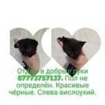 Очаровашки в добрые руки
