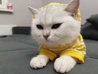 Кошка серебристый Шиншилла