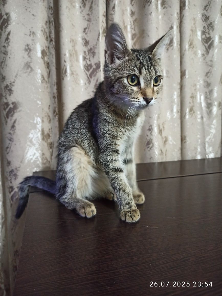 Котёночек в добрые руки