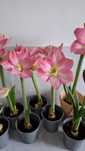 Amaryllis Pink Star