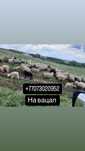 Продажи бараны разны вес