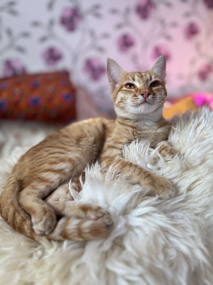Котенок подросток