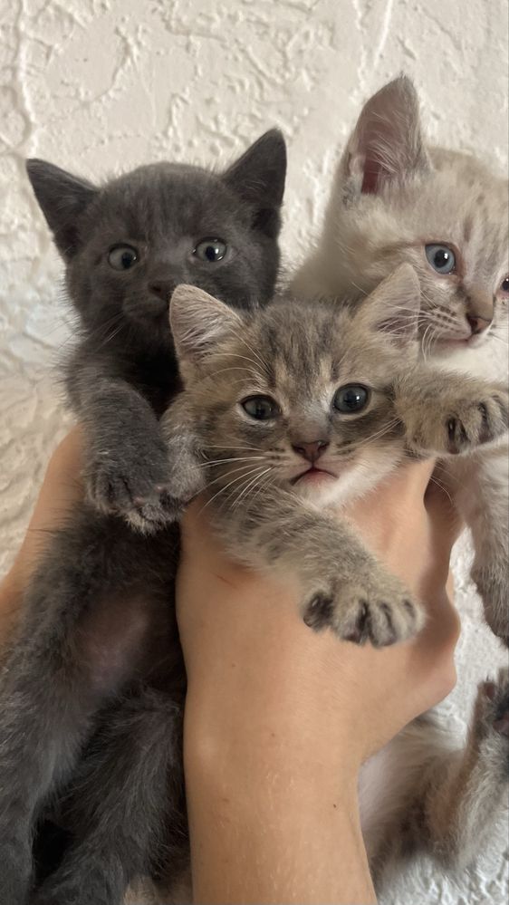 Котята в добрые руки