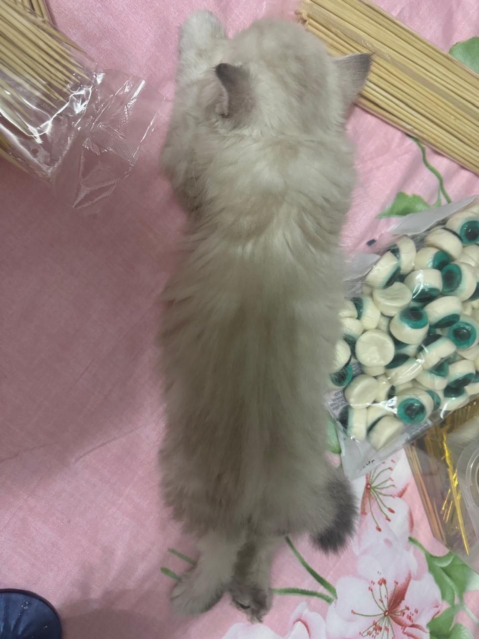 мысык сатлад ул мысык
