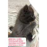 Отдам в руки котенка мальчик 1,5 месяцев, красивый дымчатый окрас, при