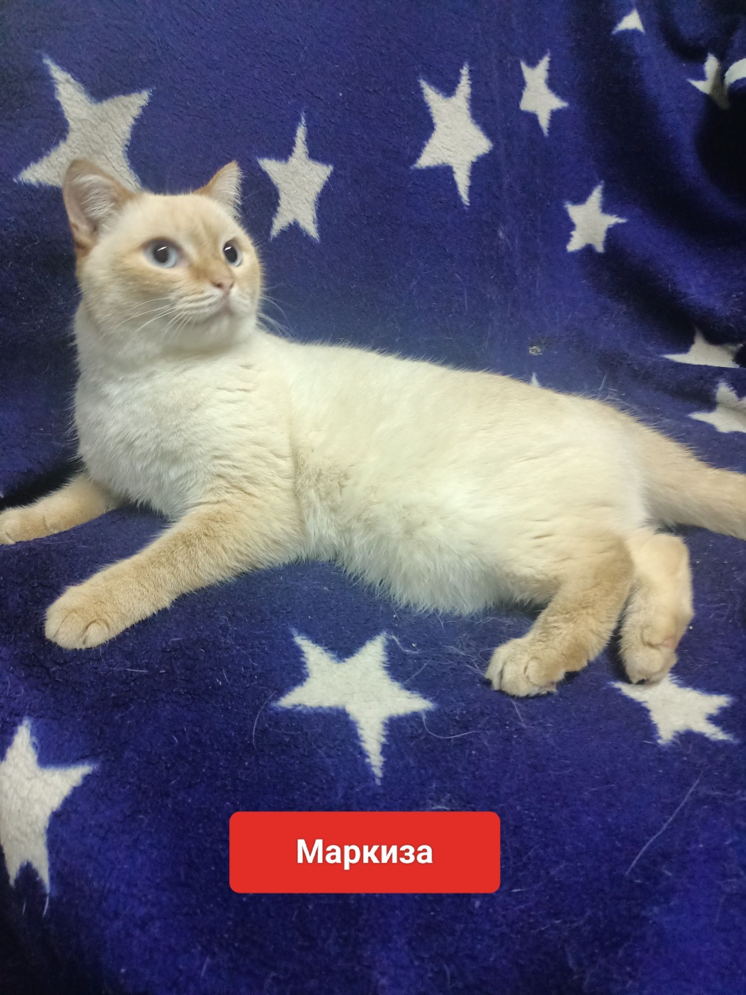 Самая красивая стерилизованная Маркиза