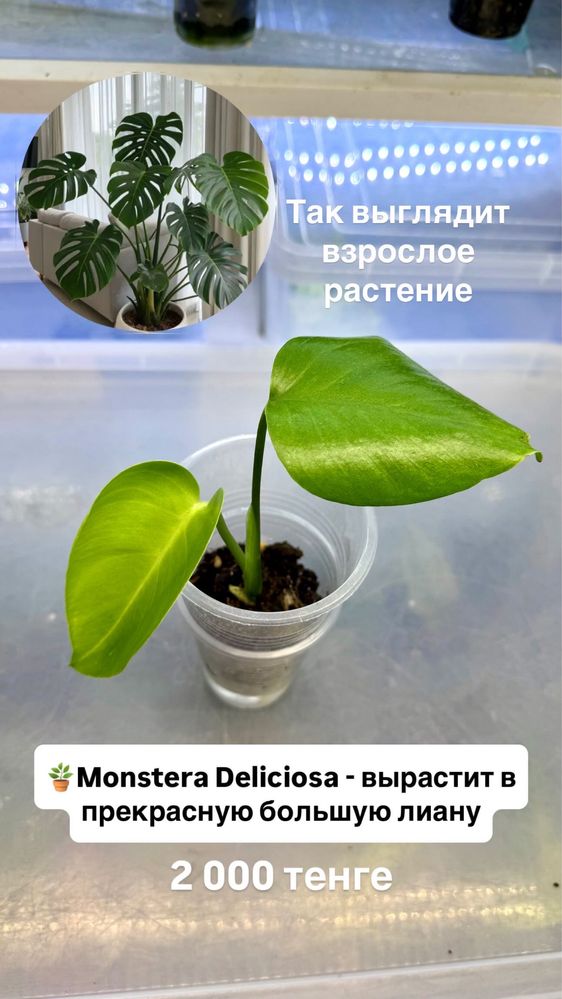 Монстера Бурле Маркс Флейм