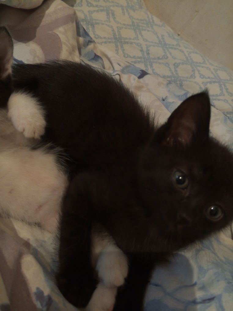 Маленький чёрный котик ищет дом