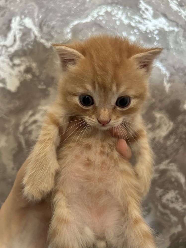 Продам котенка мальчмк